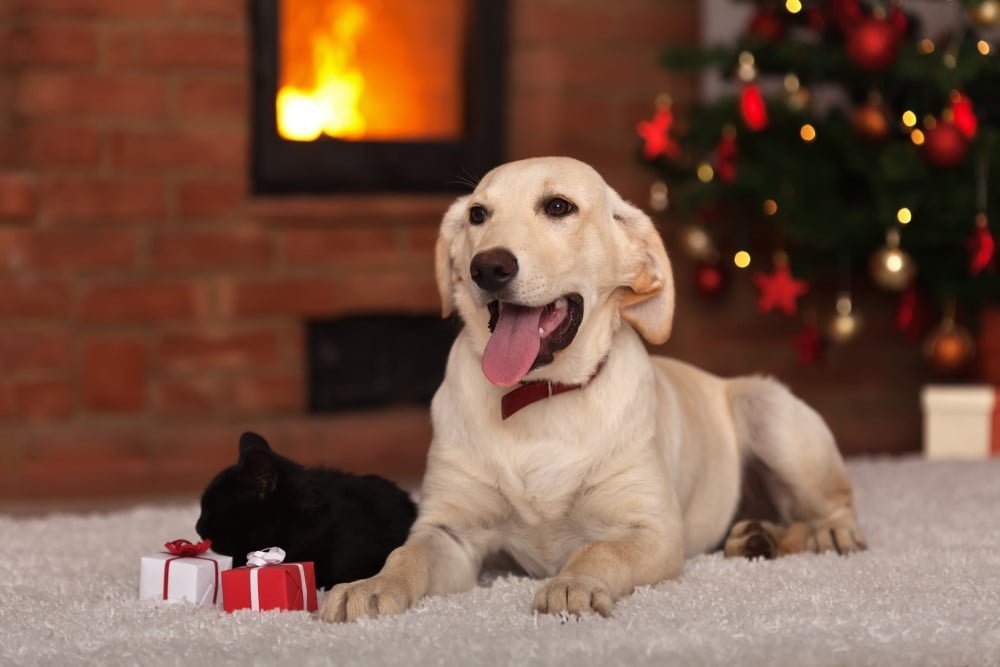 Hund og kat og julegaver